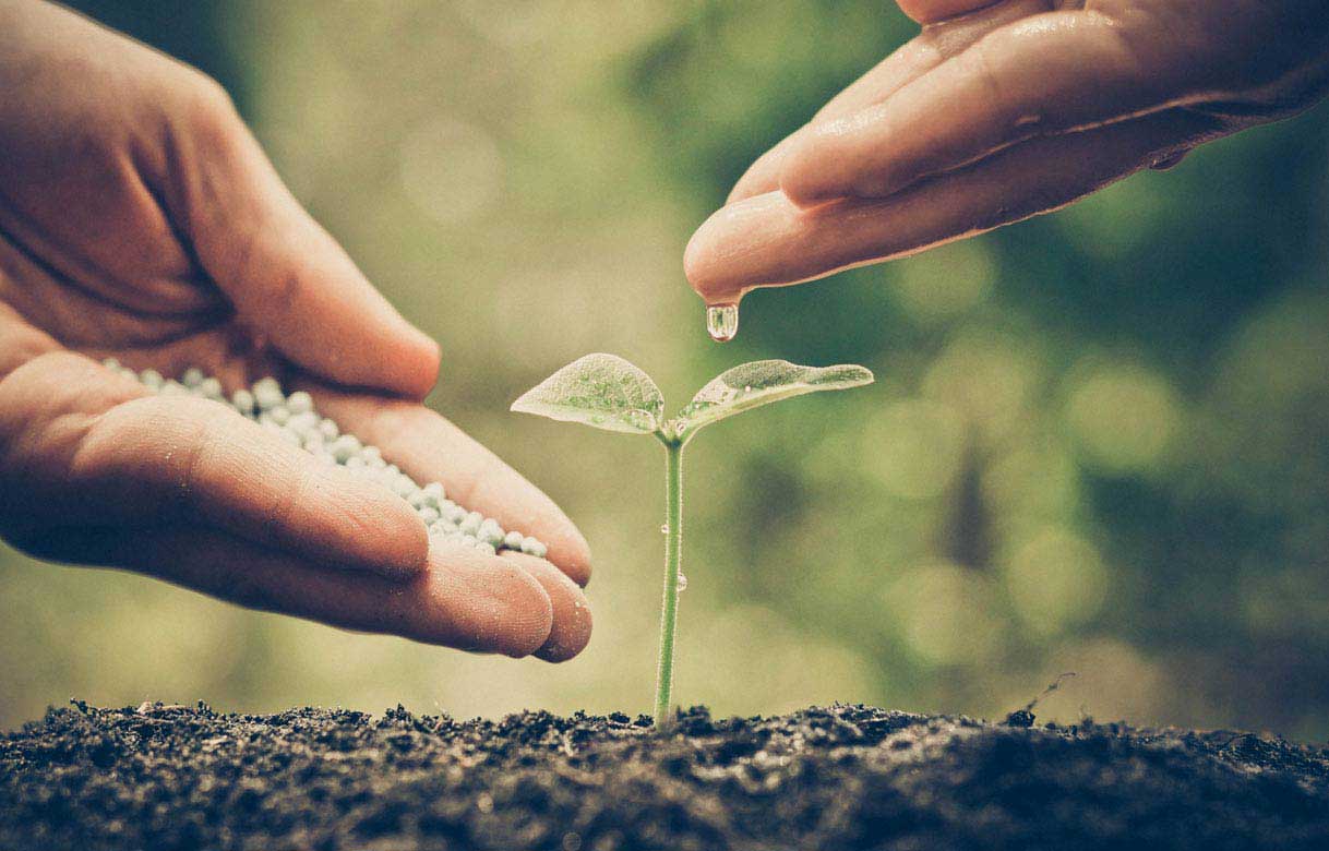A person watering a plant with a nurturing touch. A person watering a plant with a nurturing touch.